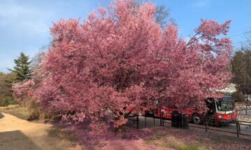 A photo of a cherry tree in bloom in Raleigh in late February