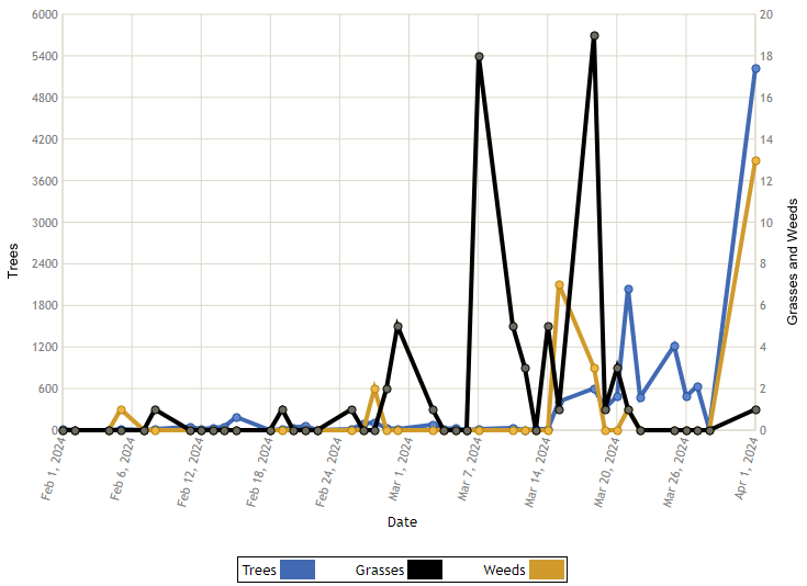 Graph of daily pollen concentrations measured in Raleigh in February and March 2024