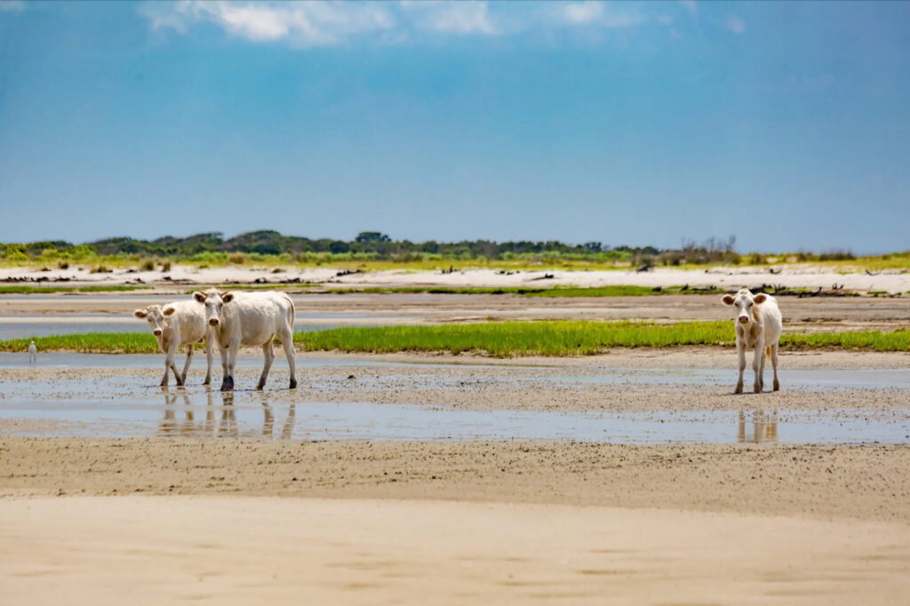 A photo of wild cows on Cedar Island before Hurricane Dorian