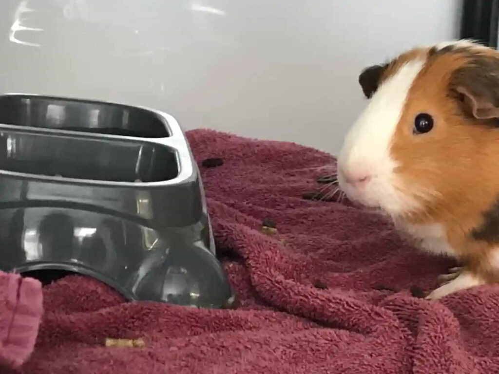 A photo of Kisses the guinea pig at the state evacuation shelter in Durham during Dorian