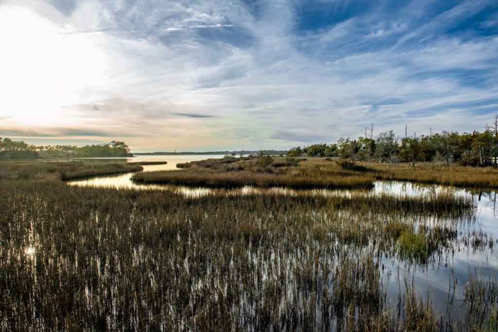 A photo of a salt marsh in Carteret County