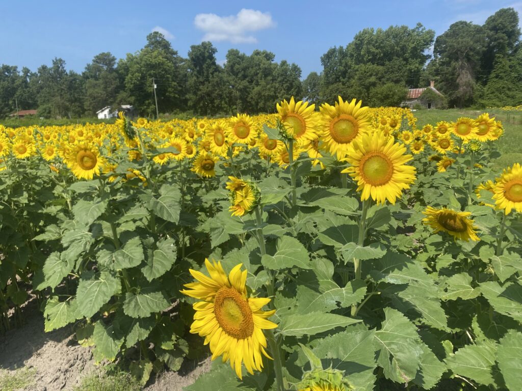 A photo of sunflowers blooming in Sampson County