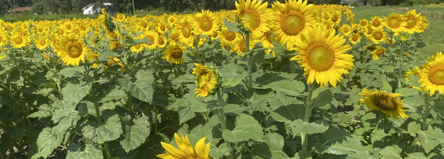 A photo of sunflowers blooming in Sampson County