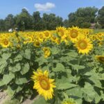 A photo of sunflowers blooming in Sampson County