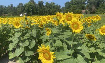 A photo of sunflowers blooming in Sampson County