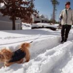 A photo of a woman walking a dog down a snow-covered road in Cary