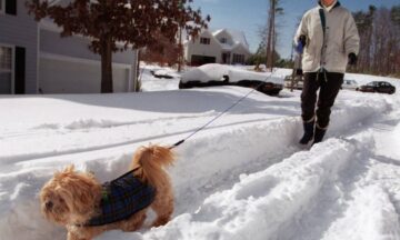 A photo of a woman walking a dog down a snow-covered road in Cary