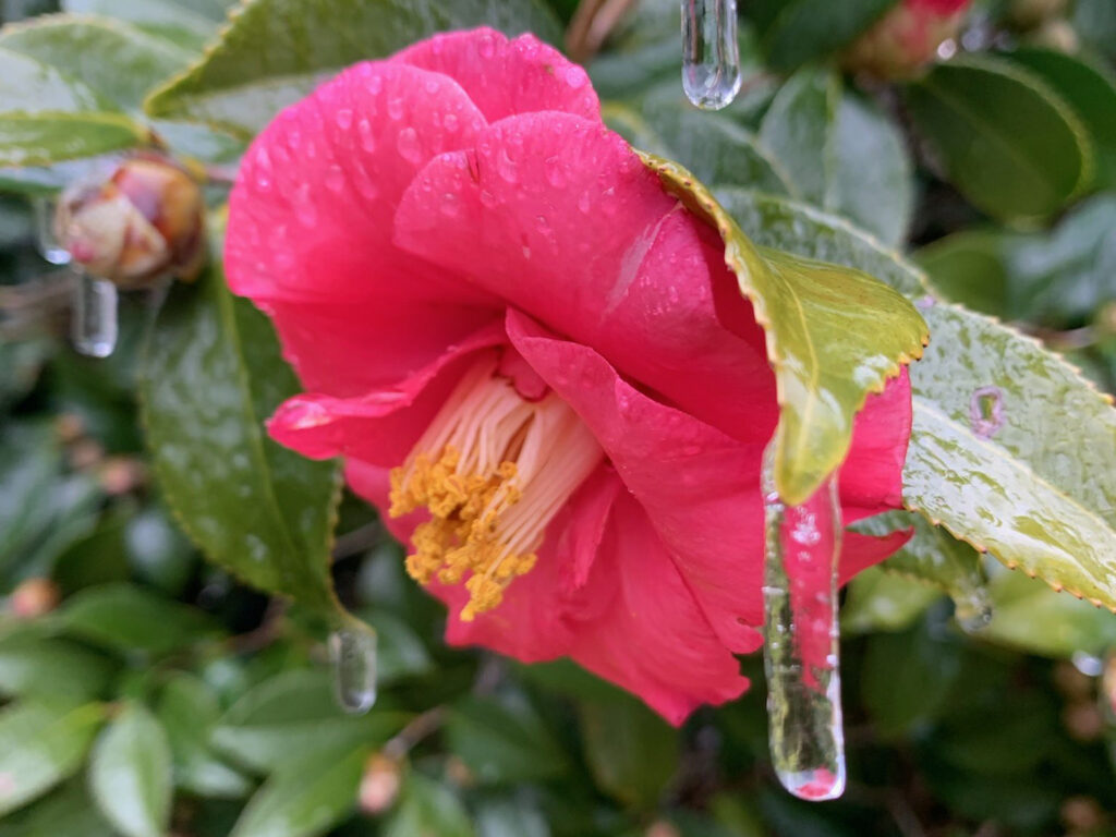 A photo of a camellia flower with icicles on its leaves after the February 19 winter storm