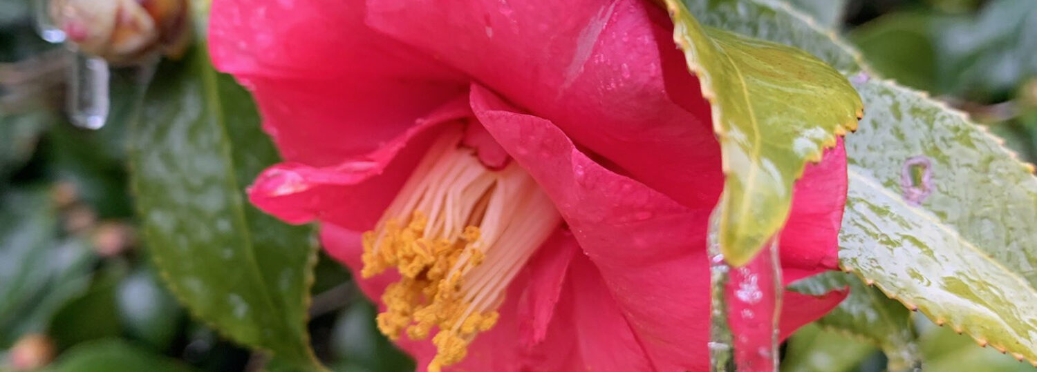 A photo of a camellia flower with icicles on its leaves after the February 19 winter storm