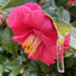 A photo of a camellia flower with icicles on its leaves after the February 19 winter storm