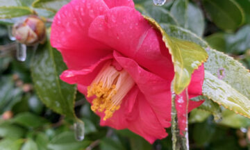 A photo of a camellia flower with icicles on its leaves after the February 19 winter storm