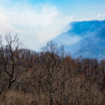 A photo of the Black Cove wildfire burning in Polk County in March