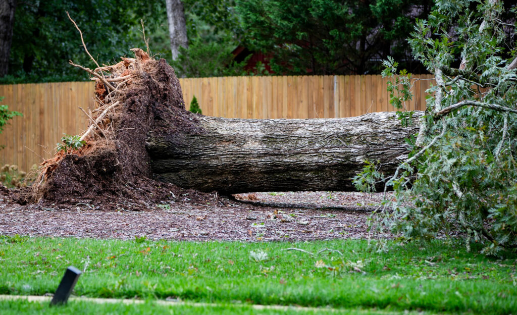 A photo of a fallen oak tree outside of Asheville immediately after Hurricane Helene