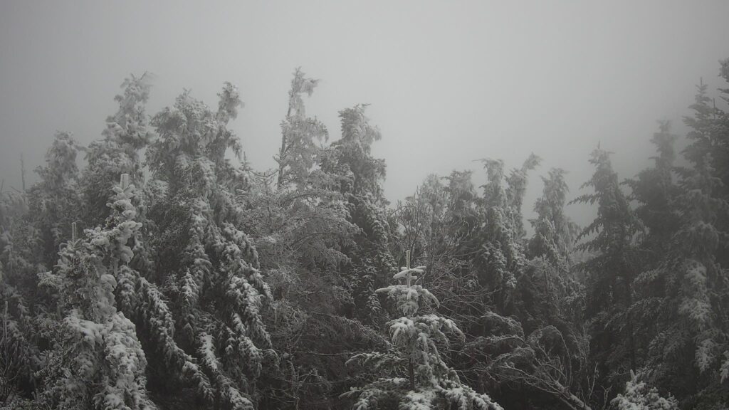 A photo of snow-dusted trees against a foggy background on Mount Mitchell