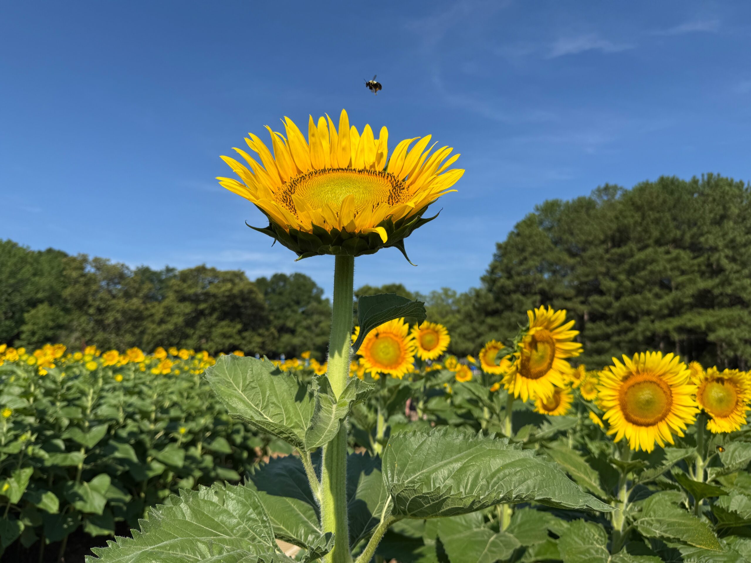 A photo of a bee flying above a sunflower at Dix Park in Raleigh