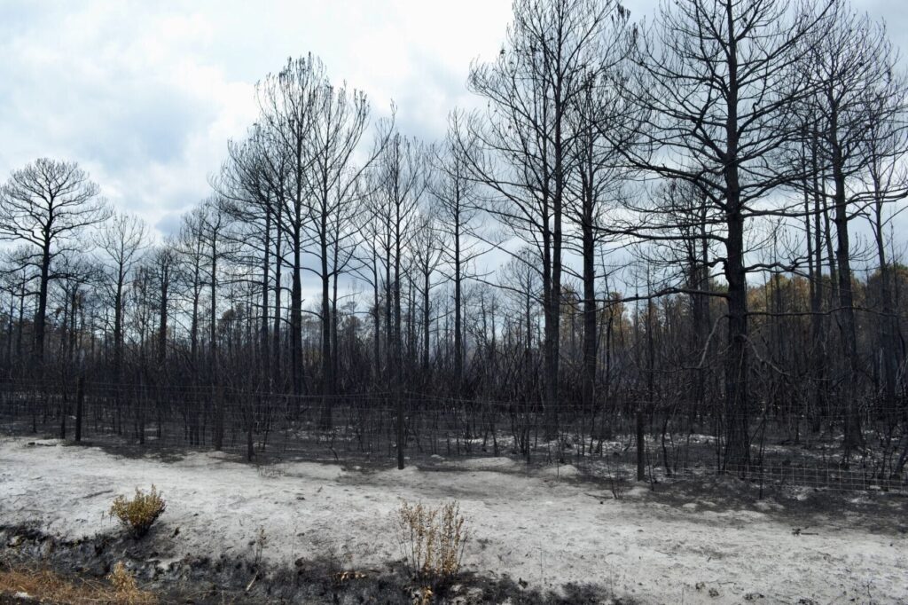 A photo of charred trees and ash on the ground at the site of the Quarry Road wildfire